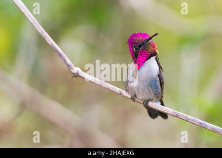 Bee Hummingbird, Mellisuga Helenae, The Smallest Bird In The World ...