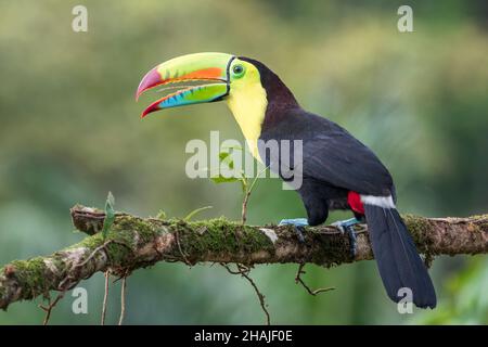 keel-billed toucan, Ramphastos sulfuratus, adult calling while perched on branch of tree, Costa Rica Stock Photo