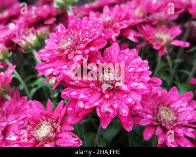 Pink chrysanthemums dotted with rain drops on a moderately blurred green leaf background -01 Stock Photo