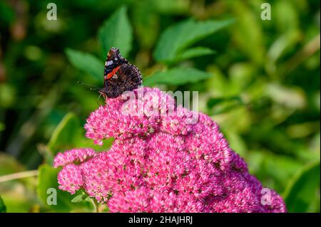 Sideways view of a Red Admiral (Vanessa atalanta) butterfly sitting on a pink Hylotelephium 'Herbstfreude' flower-head in Norfolk, England. Stock Photo