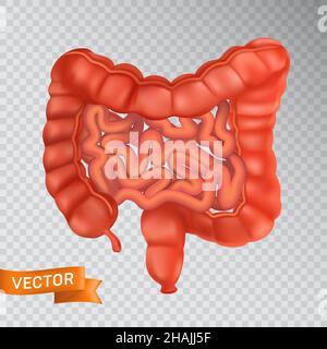 Large and small intestines close-up, front view. Medical concept of a healthy internal organ. 3D vector illustration of a human digestive system struc Stock Vector