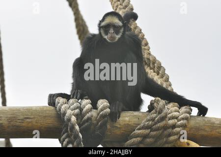 Colombian spider monkey (Macaco aranha da Colômbia)