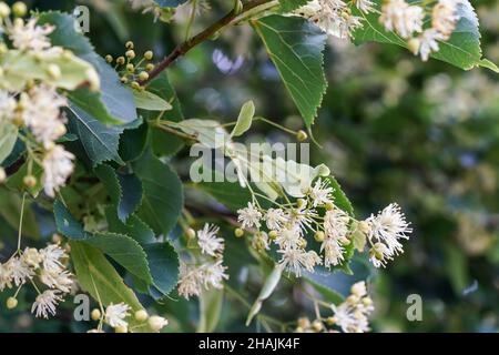 White linden (Tilia cordata) flowers on tree branches, green leaves background, closeup detail Stock Photo