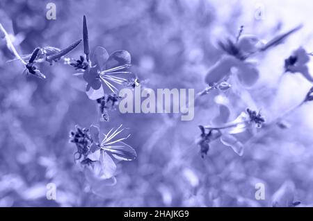 Beautiful wild flowers in the sunlight background. Shot with selective soft focus. Toned in trendy color of year 2022. Gentle airy light natural art background. Stock Photo