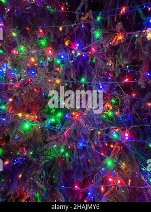 Close up of colorful glowing Christmas lights on a pine tree Stock Photo