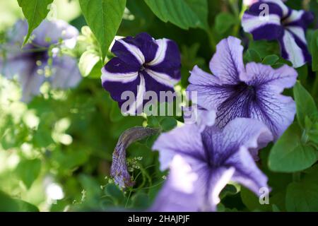 Beautiful garden petunia flowers, purple in nature close-up macro. Space for copying. An airy artistic image. High quality photo Stock Photo