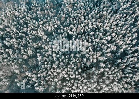 Bird's-eye view of snow covered forest and frosty tree tops in sunny winter day. Fly over frozen winter forest with snow covered trees. Coniferous forest in winter