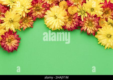 Autumnal flowers background. Colorful chrysanthemum flowers border on a bright green background. Flat lay, copy space for text Stock Photo