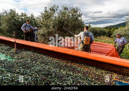 Olive harvest on the estate Chateau de Taurenne in Aups, France. The olives fall onto a tarpaulin that pulls the olives onto the trailer. Everything must go quickly and preferably without touching the ground and pressure Stock Photo