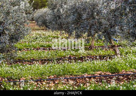 Olive harvest on the estate Chateau de Taurenne in Aups, France Stock Photo