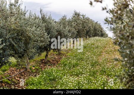 Olive harvest on the estate Chateau de Taurenne in Aups, France. In 1999, 11,000 olive trees were newly planted on Taurenne. A water pipeline has since been laid along the tree trunks to supply the trees during the dry summer months Stock Photo