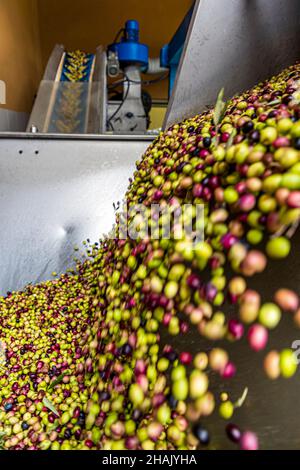 Modern olive oil mill Chateau de Taurenne in Aups, France. In a state-of-the-art oil mill, the olives are processed immediately after delivery, washed and crushed with pits. Both ripe dark and still green olives of the same variety are used Stock Photo