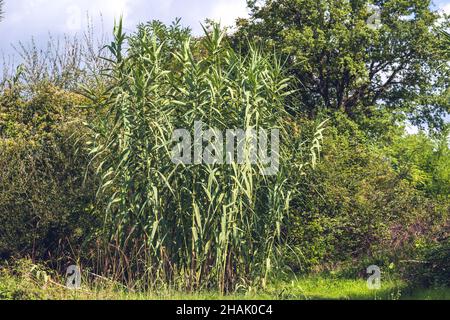 River canes. Giant cane, Arundo donax, on sandy beach, Spain Stock ...