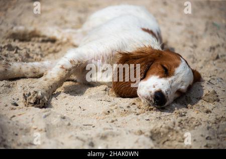 Welsh Springer Spaniel Hunting Dog in Nature Stock Photo
