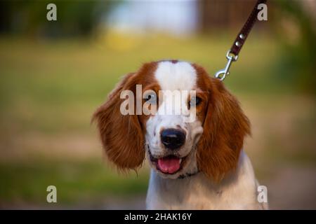 Welsh Springer Spaniel Hunting Dog in Nature Stock Photo
