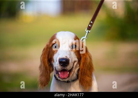 Welsh Springer Spaniel Hunting Dog in Nature Stock Photo