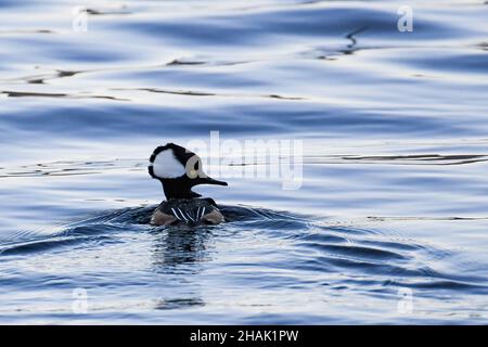 A Hooded Merganser Drake, Lophodytes cucullatus, swimming in Lake Pleasant, NY in the Adirondack Mountains in early winter. Stock Photo