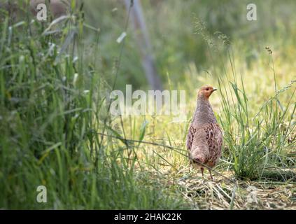 The grey partridge (Perdix perdix) in the tall grass Stock Photo