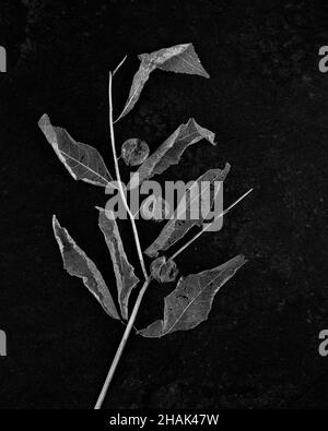A black and white image of an arrangement of skeletonised plant leaves and seed heads on a background of black slate Stock Photo