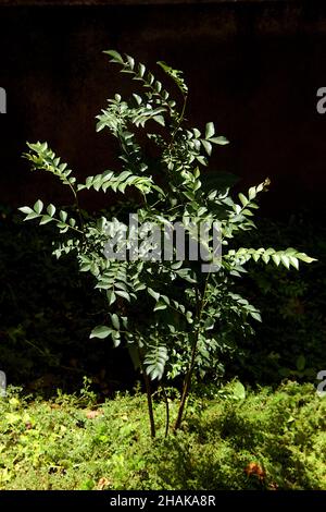 Growing crop of curry leaves plant on the grassy ground in the garden. Stock Photo