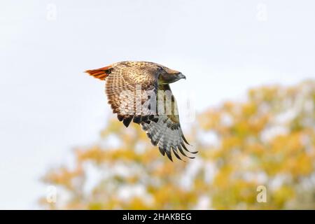 A Red-tailed Hawk with beautiful feathers flying by at close range in the Fall season. Stock Photo