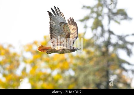 Close up of a beautiful Red-tailed Hawk flying through a mixed forest setting in the Fall Season. Stock Photo