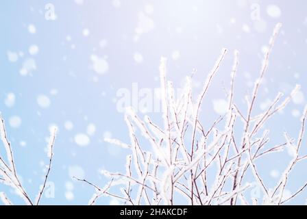 Winter nature background, falling snow, sunlight Stock Photo