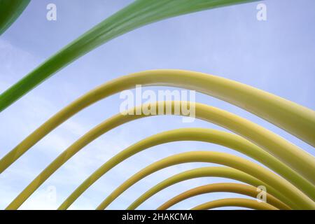 Urban Geometry, yellow and green color metal line structure. Modern and colorful architecture concept. Stock Photo