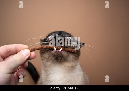 hand feeding siamese cat making funny face eating a treat stick with mouth open on brown background with copy space Stock Photo