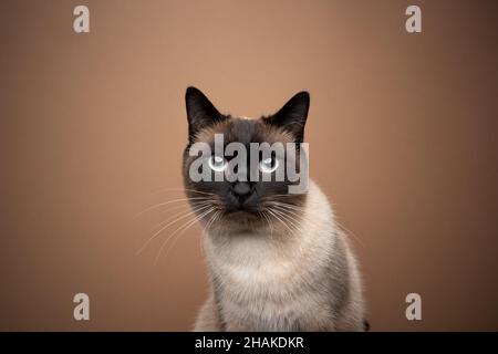 seal point siamese cat portrait on light brown background with copy space Stock Photo