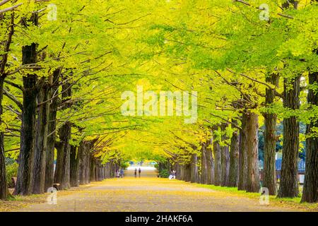 The Row of yellow ginkgo tree in autumn. Autumn park in Tokyo, Japan Stock Photo