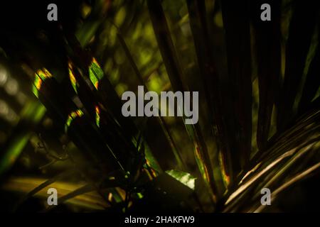 New Zealand Flax with rainbow colours sun-shine Stock Photo