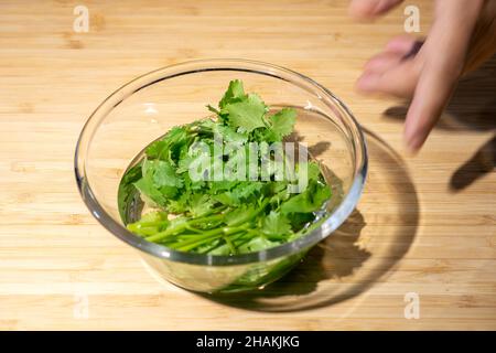 Close up with fresh coriander is prepared in a water glass bowl on wood plate background. Stock Photo