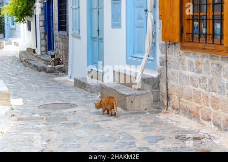An orange stray cat walks along a street in the picturesque village of the Greek island of Hydra, Greece. Stock Photo
