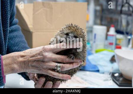 09 December 2021, Berlin: The helper holds a hedgehog up to the camera. At the hedgehog sanctuary in Berlin-Hermsdorf volunteers lovingly care for sick and injured animals. About 80-100 animals are cared for here every day. The hedgehogs can hibernate at the station and - if they are healthy - are released back into the wild after hibernation. The hedgehog population is considered to be endangered, and in Bavaria the animal is even on the forewarned list of endangered species. The increasing scarcity of its habitat, the decline in natural gardens and green spaces and the use of chemical poison Stock Photo