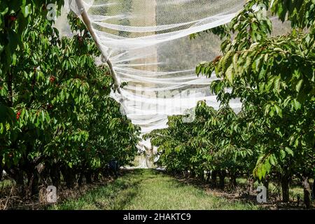 Netting placed over ripening cherry trees to stop the birds from picking on the ripe cherries in an orchard Stock Photo