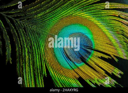 Colorful and Artistic closeup of Peacock Feather. Abstract macro peafowl feather, multicolored exotic bird Stock Photo