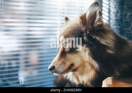 Side view of a dog looking out the window. Stock Photo