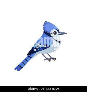 Blue jay is a passerine bird in the family Corvidae. Blue Bird Cartoon flat style character of ornithology, vector illustration isolated on white Stock Vector