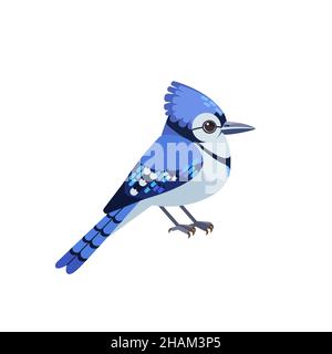 Blue jay is a passerine bird in the family Corvidae. Blue Bird Cartoon flat style character of ornithology, vector illustration isolated on white Stock Vector