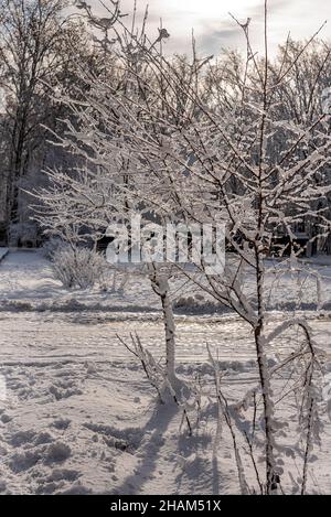 Snow covered birch in winter. Idyllic winter scene with two young trees and fresh snow. Vertical shoot Stock Photo