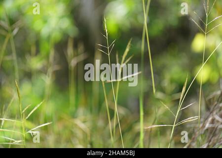 Nassella neesiana (also called Chilean needle grass, Chilean needlegrass, Chilean speargrass, spear grass, Uruguayan tussockgrass) on nature. Stock Photo