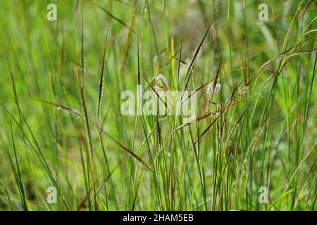 Nassella neesiana (also called Chilean needle grass, Chilean needlegrass, Chilean speargrass, spear grass, Uruguayan tussockgrass) on nature. Stock Photo
