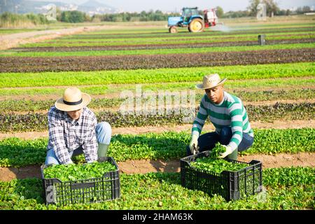 Farm workers picking corn salad on field Stock Photo