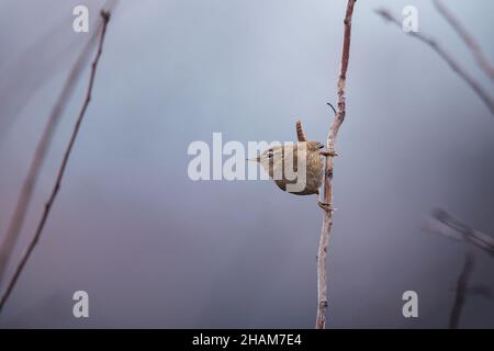 Brown small eurasian wren (Troglodytes troglodytes) sitting on the tree branch on nature background Stock Photo