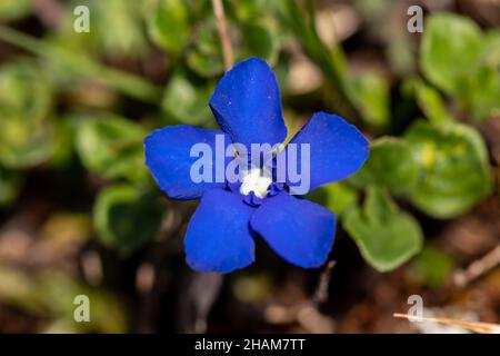 Gentiana verna flower in meadow, macro Stock Photo
