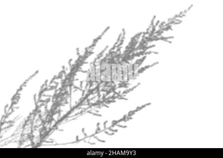 Summer background from the shadow of a sprig of field grass on a white wall. White and black for photo or mockup Stock Vector