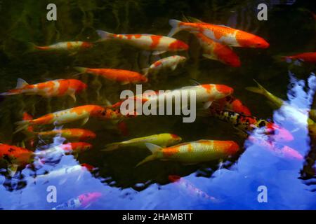 Koi Carp fish in the dark water of the pond. A group of colorful fish swims in the garden pond. Photo with blur in motion Stock Photo