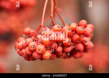 Heap of fresh ripe rowan berries with few drops placed on white blurred background Stock Photo
