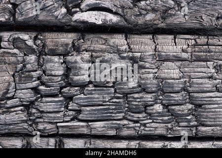 Background of rough burnt wood of black and white colors with uneven texture and deep cracks Stock Photo